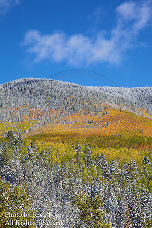 First Autumn Snowfall With Aspens, Spruce & Fir Trees