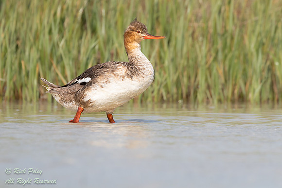 Red-breasted Merganser (Mergus serrator), FL