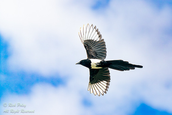 Black-billed Magpie (Pica hudsonia) in Flight
