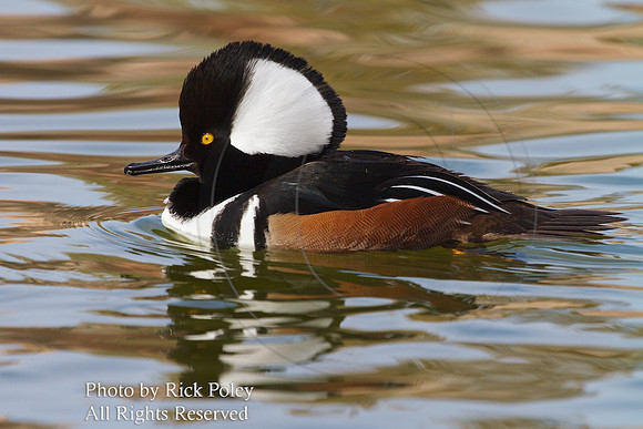 Male Hooded Merganser (Lophodytes cucullatus)