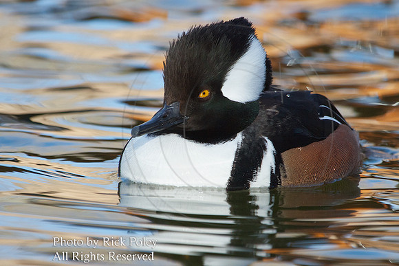 Male Hooded Merganser (Lophodytes cucullatus)