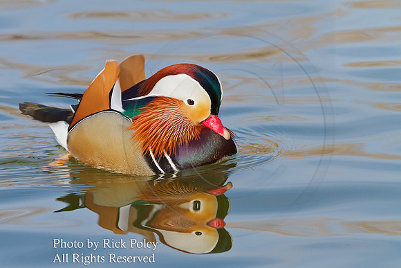 Drake Mandarin Duck (Aix galericulata)