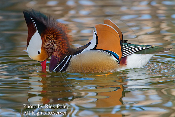 Drake Mandarin Duck (Aix galericulata)