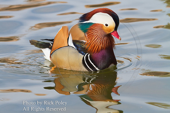 Drake Mandarin Duck (Aix galericulata)