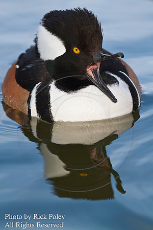 Male Hooded Merganser (Lophodytes cucullatus) With Open Bill