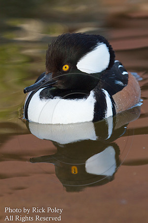Male Hooded Merganser (Lophodytes cucullatus)