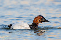 Preening Drake Canvasback (Aythya valisineria), NM