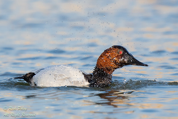 Preening Drake Canvasback (Aythya valisineria), NM