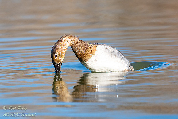Juvenile Canvasback (Aythya valisineria) Diving, NM