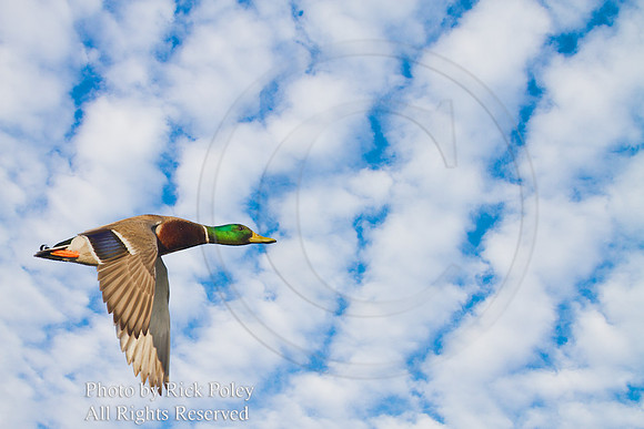 Drake Mallard in Flight