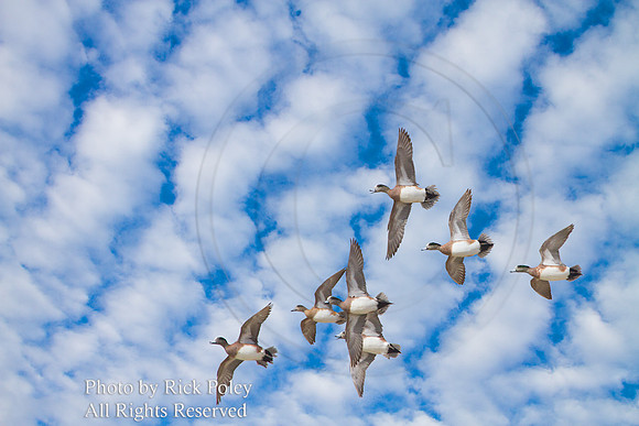 Flock of American Wigeons