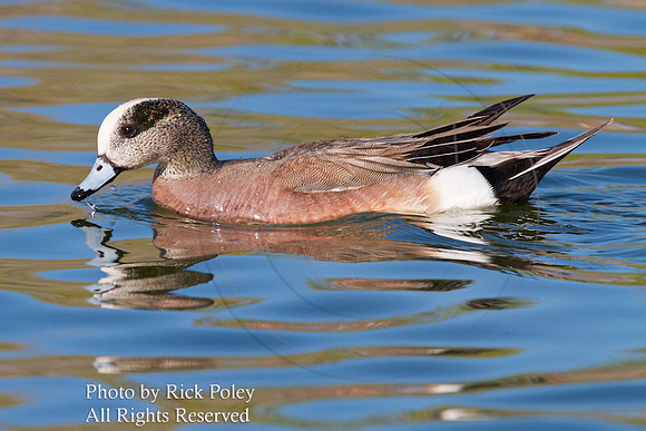 American Wigeon (Anas americana)
