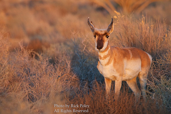 Pronghorn Buck, NM