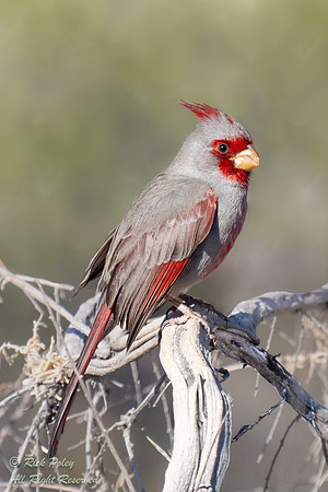 Male Pyrrhuloxia (Cardinalis sinuatus), NM