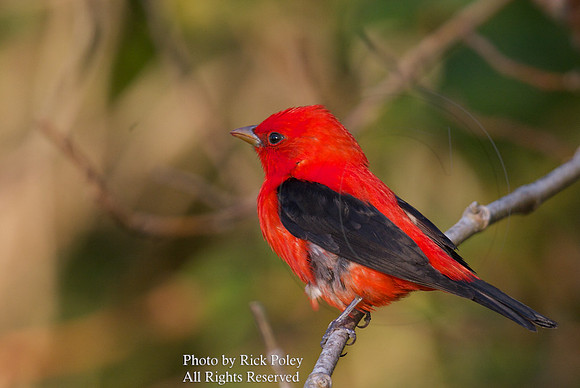 Male Scarlet Tanager (Piranga olivacea)
