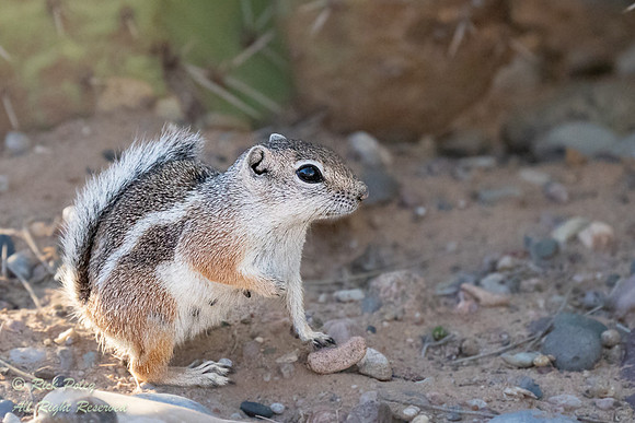 Antelope Ground Squirrel (Ammospermophilus sp.), NM