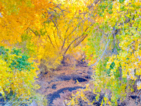 Cottonwood Trees in Rio Rancho Bosque in Autumn, NM