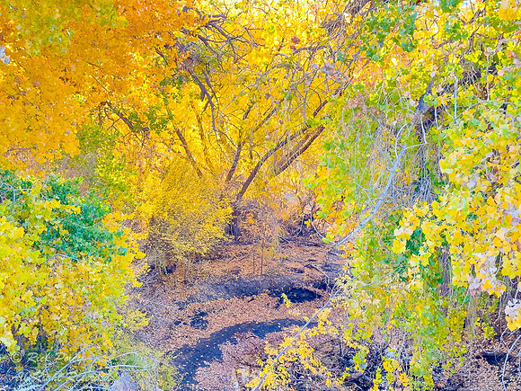 Cottonwood Trees in Rio Rancho Bosque in Autumn, NM
