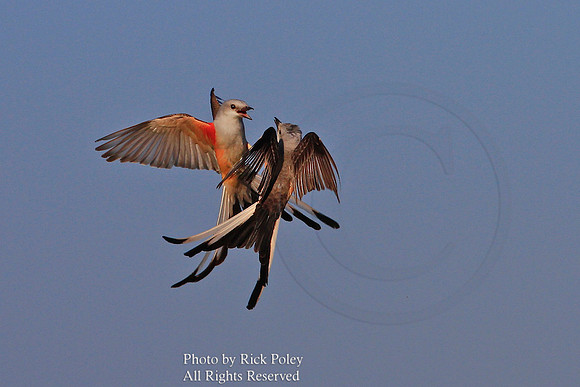 Scissor-tailed Flycatchers (Tyrannus forficatus) Fighting