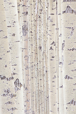 Aspen Tree Trunks, NM