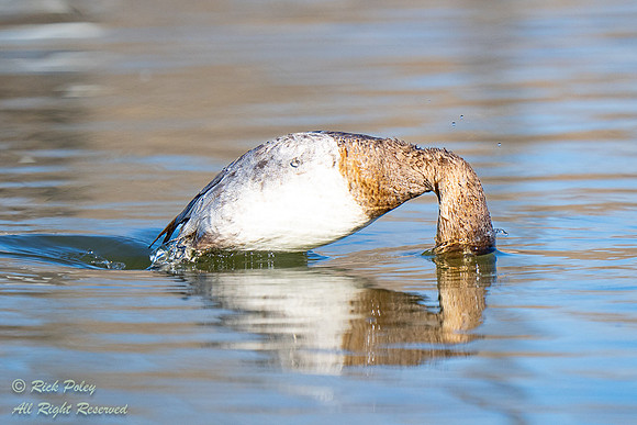 Juvenile Canvasback (Aythya valisineria) Diving, NM