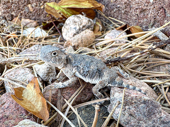 Juvenile Greater Short-horned Lizard (Phrynosoma hernandesi), NM
