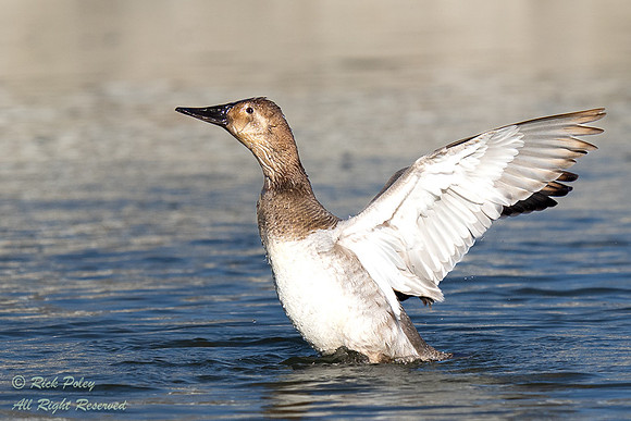 Juvenile Canvasback (Aythya valisineria) Drying WIngs After Bath