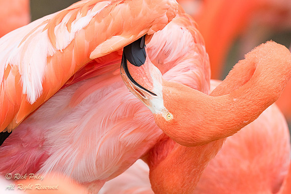 Caribbean Flamingo (Phoenicopterus ruber) Preening,  ABQ BioPark
