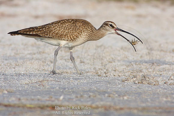 Adult nonbreeding Whimbrel (Numenius phaeopus) Feeding on a Fiddler Crab