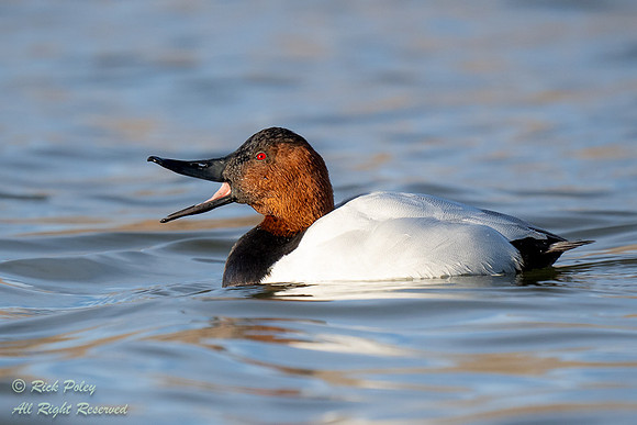 Drake Canvasback (Aythya valisineria) Open Bill, NM