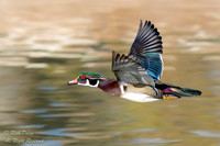 Drake Wood Duck (Aix sponsa) In Flight, NM