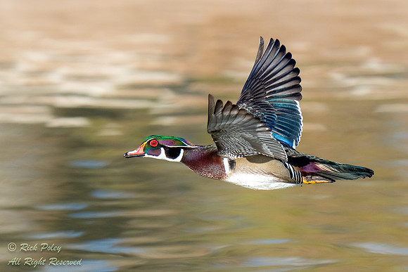 Drake Wood Duck (Aix sponsa) In Flight, NM