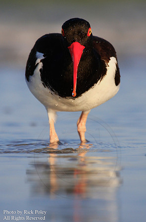 Foraging American Oystercatcher (Haematopus palliatus)