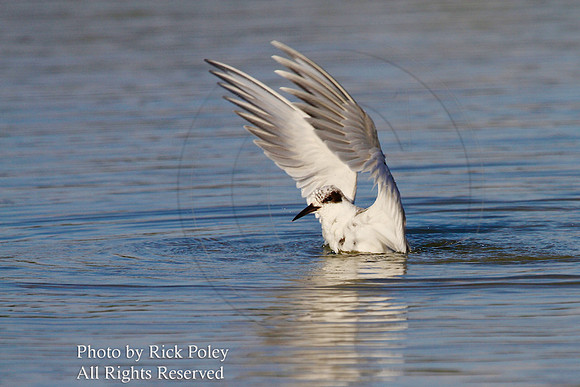 Bathing Forster's Tern (Sterna forsteri)