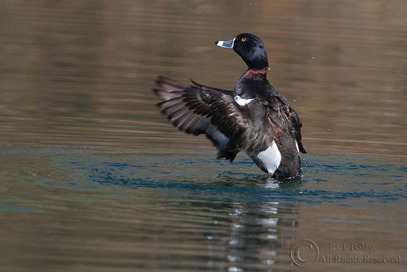 Male Ring-necked Duck (Aythya collaris) Preening