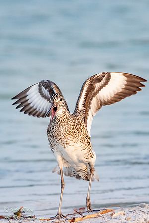 Willet (Catoptrophorus semipalmatus) With Breeding Plumage Calli