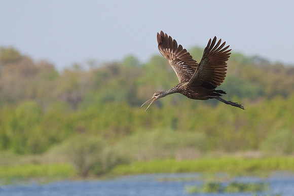 Calling Limpkin (Aramus guarauna) in flight