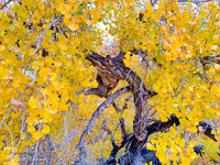 Cottonwood Tree Leaves & Trunk Detail in Rio Rancho Bosque in Au