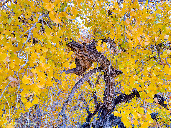 Cottonwood Tree Leaves & Trunk Detail in Rio Rancho Bosque in Au