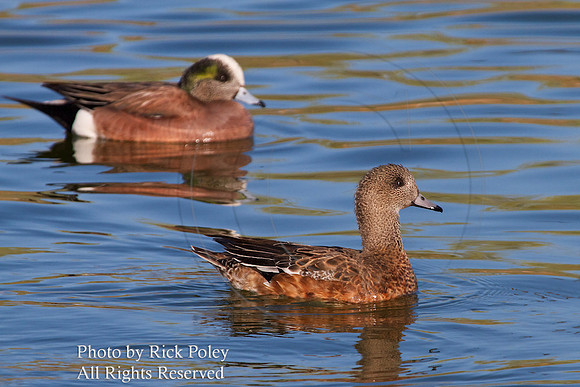 American Wigeon (Anas americana)