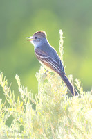 Calling Ash-throated Flycatcher (Myiarchus cinerascens), NM