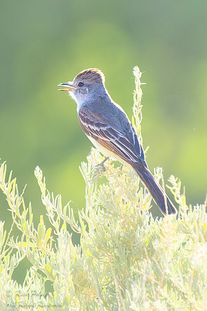 Calling Ash-throated Flycatcher (Myiarchus cinerascens), NM
