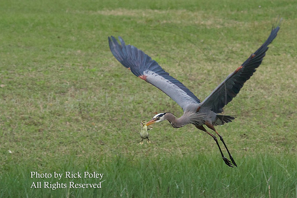 Great Blue Heron (Ardea herodias) with Muscovy Duckling;