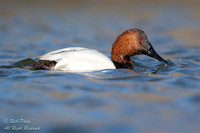 Foraging Drake Canvasback (Aythya valisineria), NM