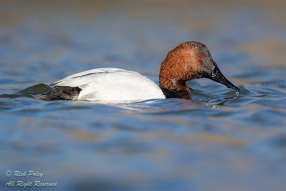 Foraging Drake Canvasback (Aythya valisineria), NM