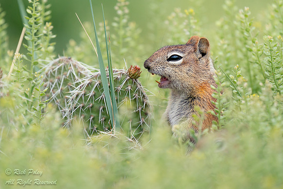 Calling Golden-mantled Ground Squirrel (Callospermophilus latera