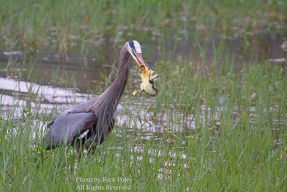 Great Blue Heron (Ardea herodias) with Muscovy Duckling;