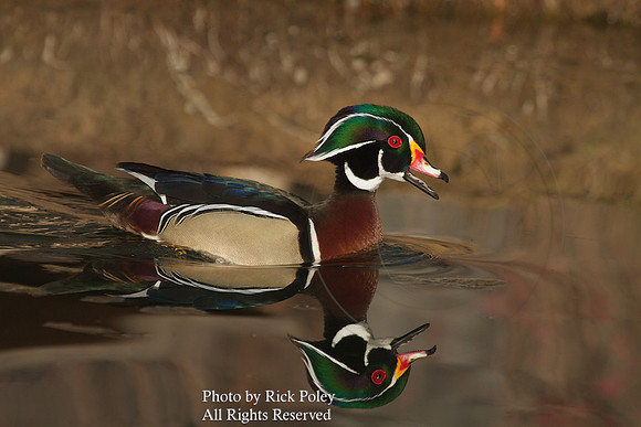 Male Wood Duck (Aix sponsa)