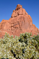 Utah Juniper With Berries and Red Sandstone Monolith, Arches Nat