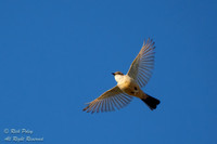 Say's Phoebe (Sayornis saya) In Flight, CO